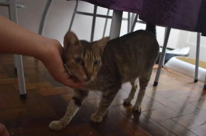 Gato ra a Indefinida idade 2 anos nome Mel