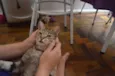 Mel