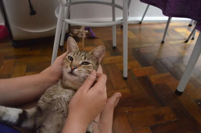 Gato ra a Indefinida idade 2 anos nome Mel