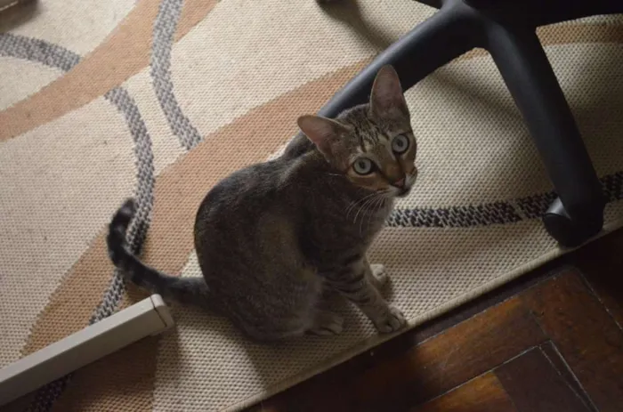 Gato ra a Indefinida idade 2 anos nome Mel