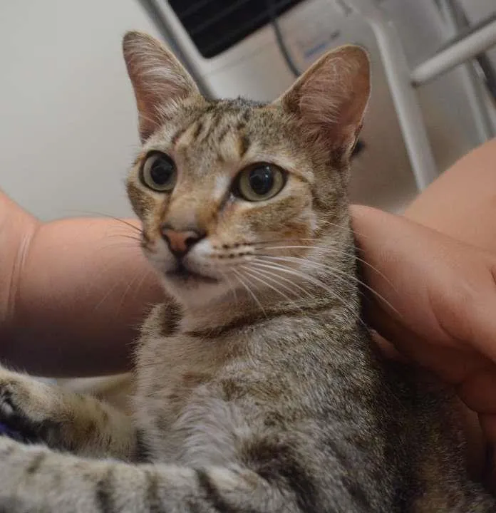 Gato ra a Indefinida idade 2 anos nome Mel