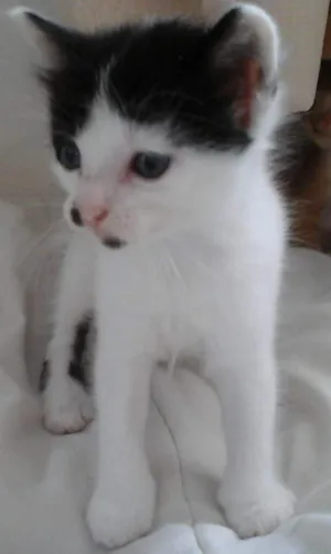 Gato raça mista idade 2 a 6 meses nome lali, cat, Lion
