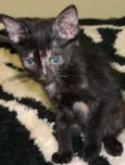 Nona