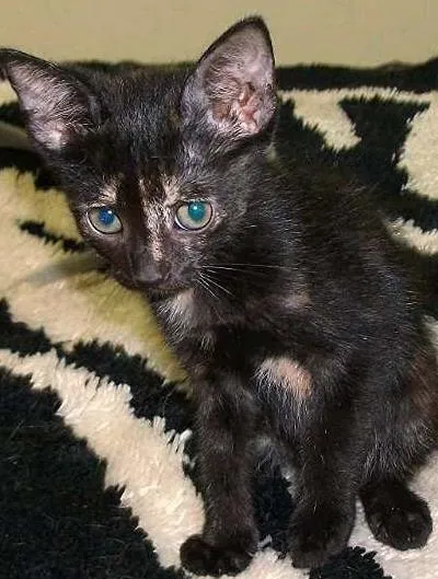 Gato ra a indefinida idade  nome Nona