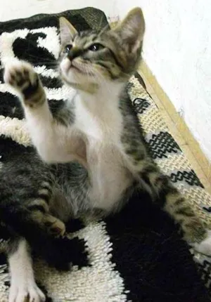 Gato raça indefinida idade 2 a 6 meses nome Nana