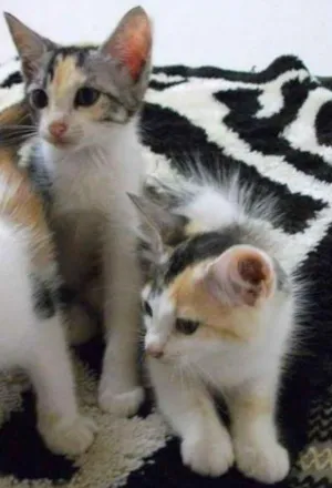Gato raça indefinida idade 2 a 6 meses nome Nina