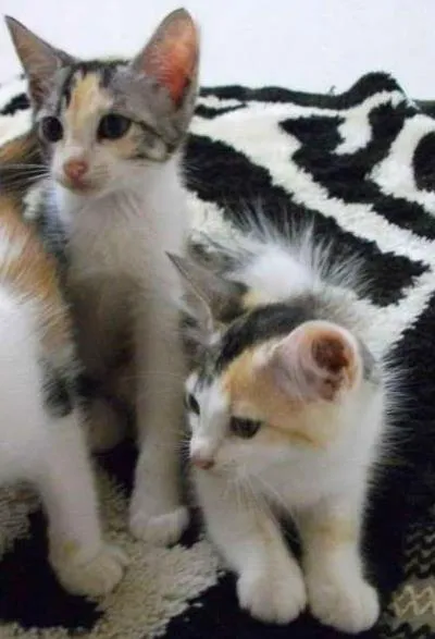 Gato ra a indefinida idade 2 a 6 meses nome Nina