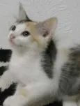 Nena