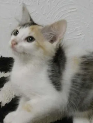 Gato raça indefinida idade 2 a 6 meses nome Nena