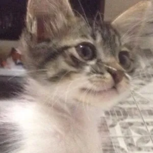 Gato raça SRD idade Abaixo de 2 meses nome Neve e Minty