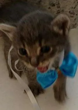 Gato raça SRD idade Abaixo de 2 meses nome Não definido