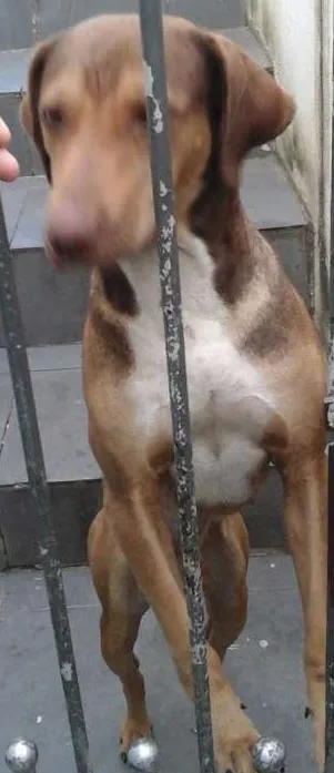 Cachorro ra a Não sei idade 3 anos nome Billy