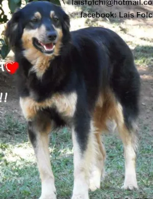 Cachorro raça SRD idade 4 anos nome PACO RABANNE
