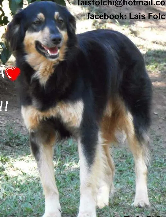 Cachorro ra a SRD idade 4 anos nome PACO RABANNE