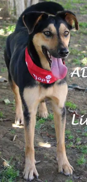 Cachorro raça SRD idade 3 anos nome CRISTAL GAYA
