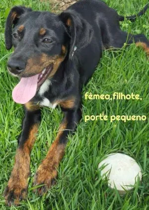 Cachorro raça SRD idade 7 a 11 meses nome FLOR DE LIS
