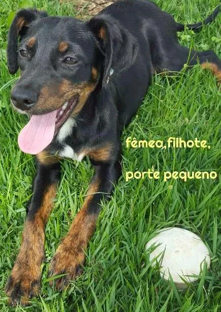 Cachorro ra a SRD idade 7 a 11 meses nome FLOR DE LIS