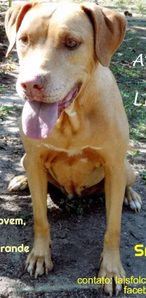 Cachorro raça SRD idade 5 anos nome NALA SARABI