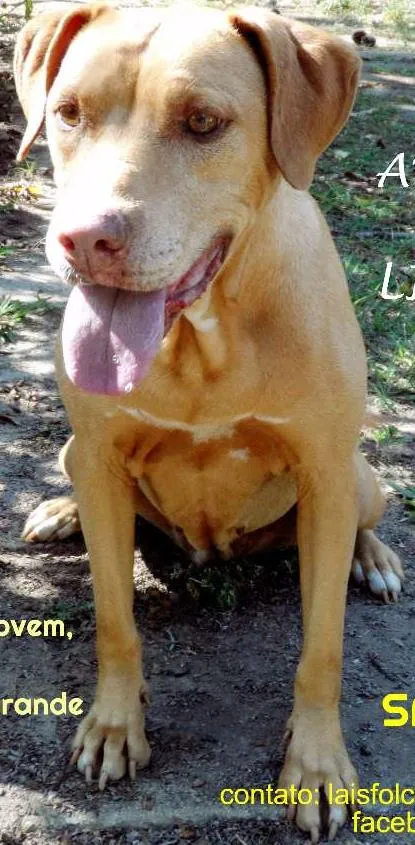 Cachorro ra a SRD idade 5 anos nome NALA SARABI