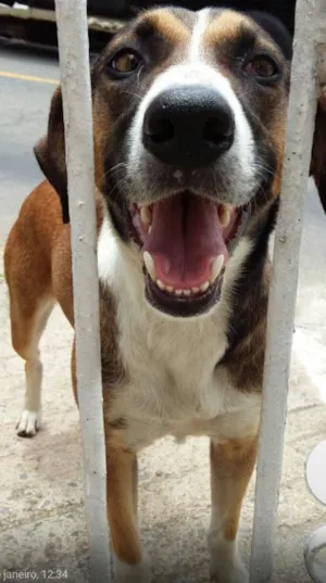 Cachorro raça  idade  nome Bela 