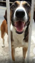 Bela