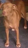 Marrom