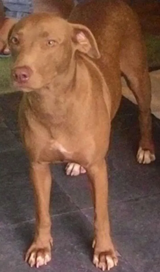 Cachorro raça SRD idade 2 anos nome Marrom