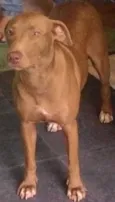 Marrom