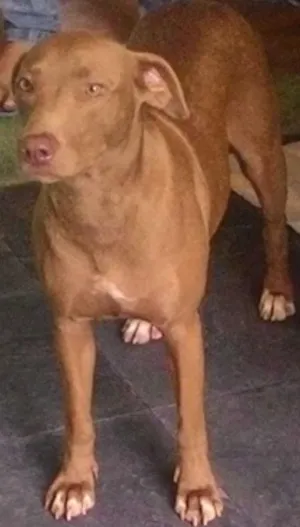 Cachorro raça SRD idade 2 anos nome Marrom