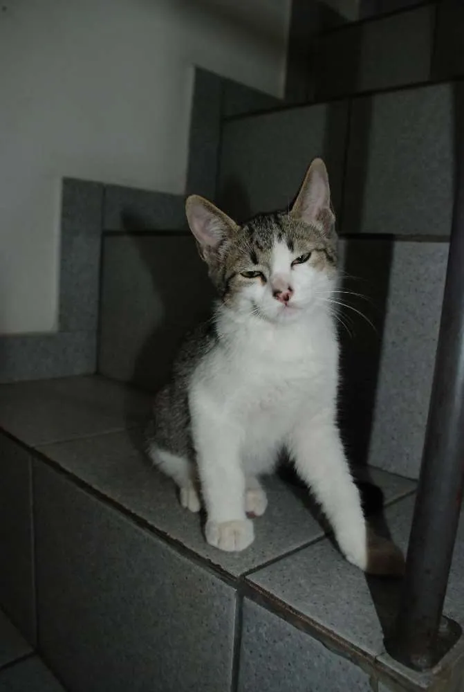 Gato ra a SRD idade 2 a 6 meses nome Edward & Alfonse