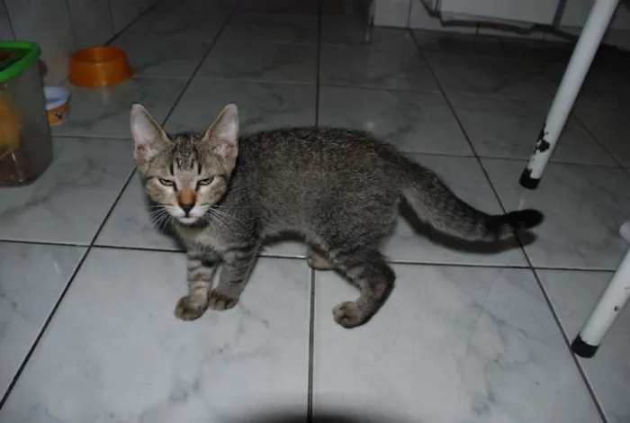 Gato ra a SRD idade 2 a 6 meses nome Edward & Alfonse