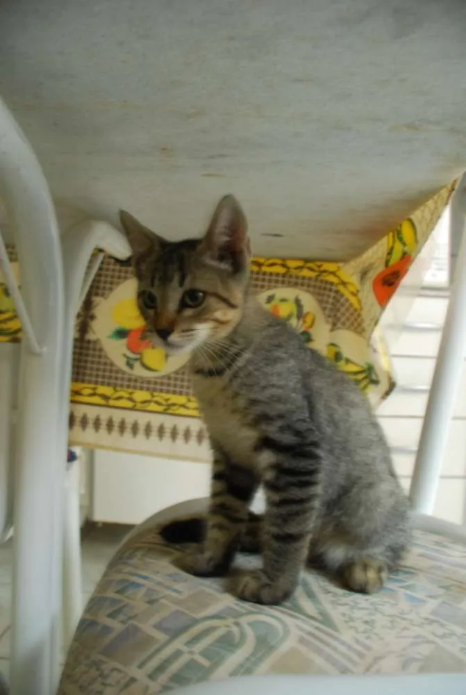 Gato ra a SRD idade 2 a 6 meses nome Edward & Alfonse