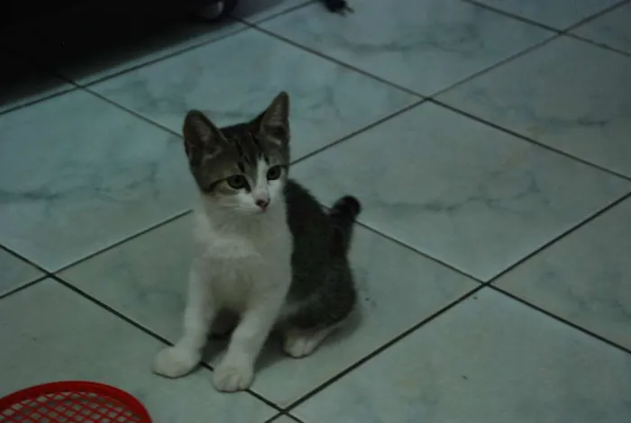 Gato ra a SRD idade 2 a 6 meses nome Edward & Alfonse