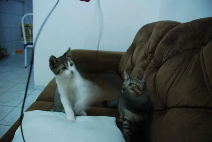 Gato ra a SRD idade 2 a 6 meses nome Edward & Alfonse