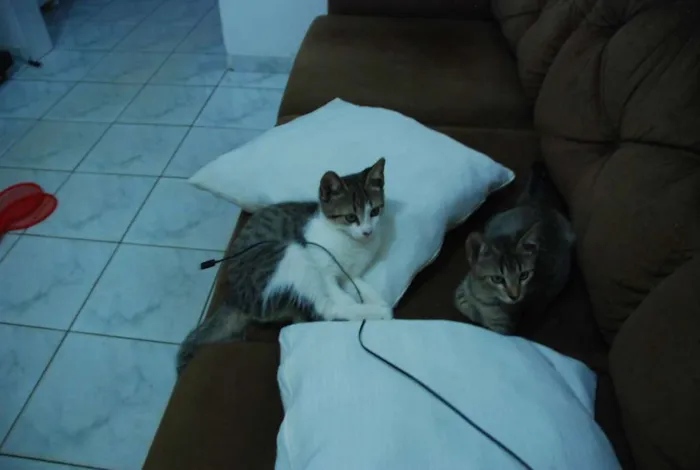 Gato ra a SRD idade 2 a 6 meses nome Edward & Alfonse