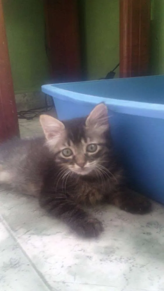 Gato ra a srd idade 2 a 6 meses nome Rhanna