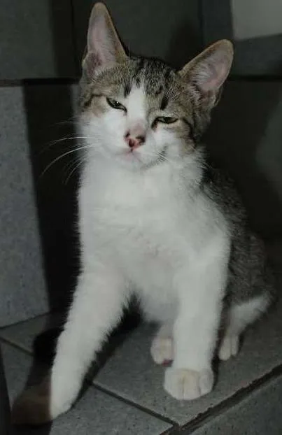 Gato ra a SRD idade 2 a 6 meses nome Edward & Alfonse