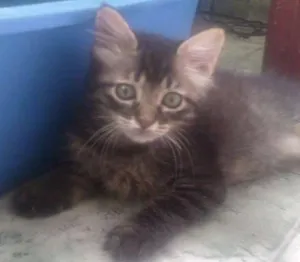 Gato raça srd idade 2 a 6 meses nome Rhanna