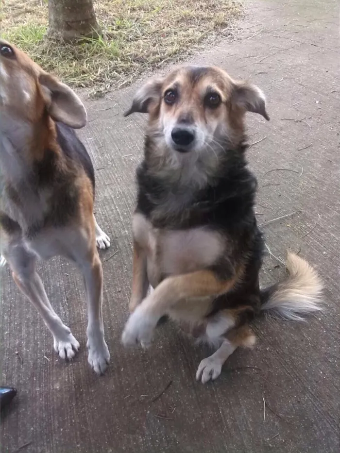 Cachorro ra a SRD idade 6 ou mais anos nome Yasmin e Frajola