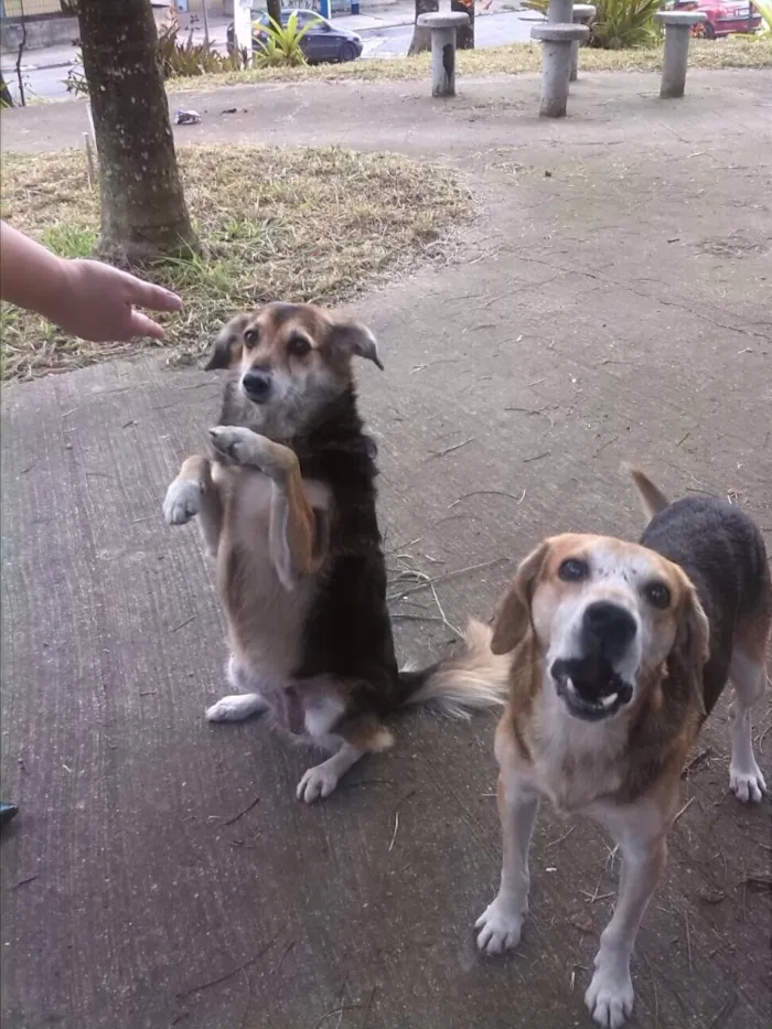 Cachorro ra a SRD idade 6 ou mais anos nome Yasmin e Frajola