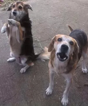 Cachorro raça SRD idade 6 ou mais anos nome Yasmin e Frajola