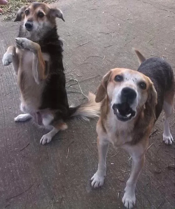Cachorro ra a SRD idade 6 ou mais anos nome Yasmin e Frajola