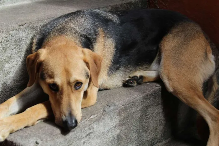 Cachorro ra a Vira lata idade 6 ou mais anos nome Kako