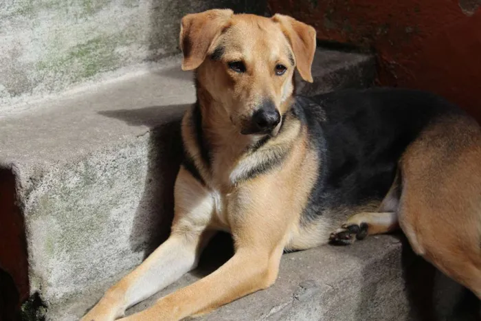 Cachorro ra a Vira lata idade 6 ou mais anos nome Kako