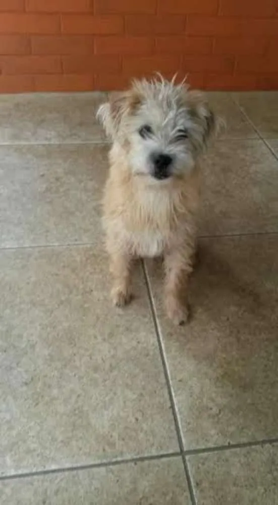 Cachorro ra a indefinida idade 7 a 11 meses nome chitos