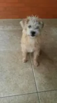 chitos