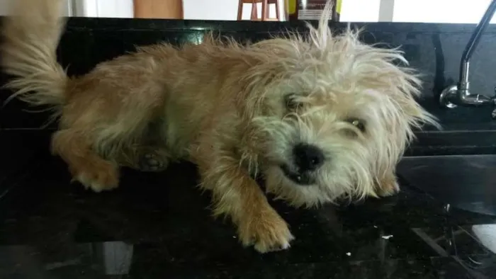 Cachorro ra a indefinida idade 7 a 11 meses nome chitos