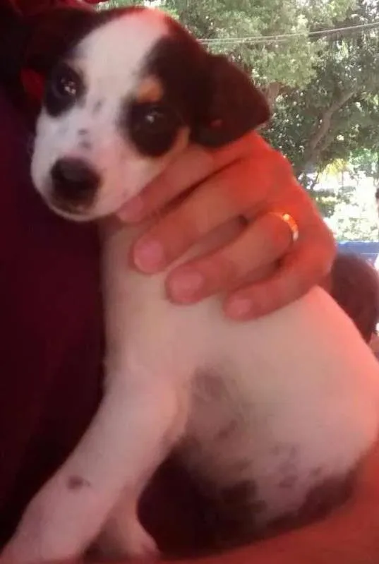 Cachorro ra a  idade 2 a 6 meses nome Pingo