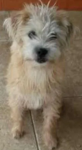 Cachorro ra a indefinida idade 7 a 11 meses nome chitos