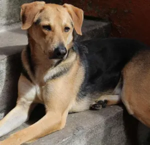 Cachorro raça Vira lata idade 6 ou mais anos nome Kako